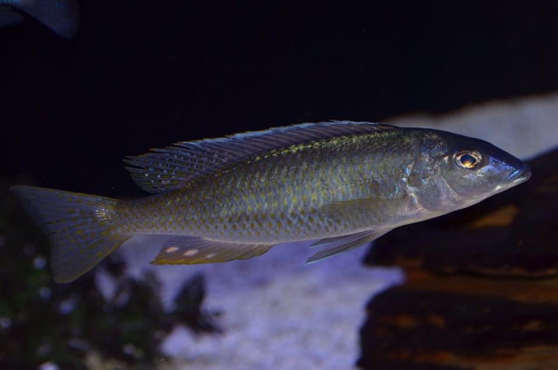 Otopharynx styrax 'Itungi'